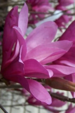 Ann Magnolia Tulip Tree - 2 Gallon Pot 19 Ann Magnolia Tulip Tree - 2 Gallon Pot -Stylish Garden Plant Store magnolia ann 30