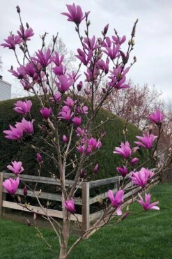 Ann Magnolia Tulip Tree - 2 Gallon Pot 14 Ann Magnolia Tulip Tree - 2 Gallon Pot -Stylish Garden Plant Store magnolia ann tulip tree 100 2