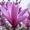 Ann Magnolia Tulip Tree - 5 Gallon Pot 2 Ann Magnolia Tulip Tree - 5 Gallon Pot -Stylish Garden Plant Store magnolia ann tulip tree 101