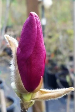 Betty Magnolia Tulip Tree - 1 Gallon Pot -Stylish Garden Plant Store magnolia betty 21