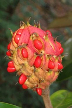 Victoria Cold Hardy Evergreen Magnolia - 3 Gallon Pot -Stylish Garden Plant Store magnolia edith bogue fruit 1