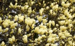 Elizabeth Magnolia (Tulip Tree) - 5 Gallon Pot -Stylish Garden Plant Store magnolia elizabeth 15