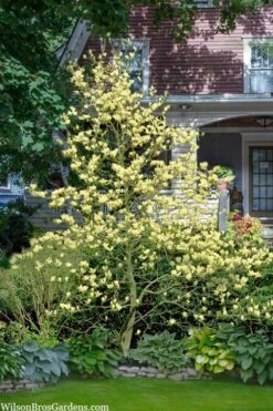 Elizabeth Magnolia (Tulip Tree) - 5 Gallon Pot -Stylish Garden Plant Store magnolia elizabeth 16