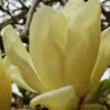 Elizabeth Magnolia (Tulip Tree) - 5 Gallon Pot -Stylish Garden Plant Store magnolia elizabeth 17