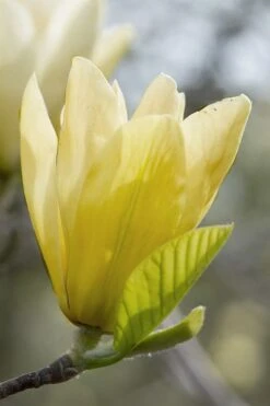 Elizabeth Magnolia (Tulip Tree) - 5 Gallon Pot -Stylish Garden Plant Store magnolia elizabeth 2