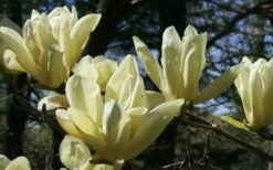 Elizabeth Magnolia (Tulip Tree) - 5 Gallon Pot -Stylish Garden Plant Store magnolia elizabeth 4