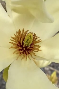 Elizabeth Magnolia (Tulip Tree) - 5 Gallon Pot -Stylish Garden Plant Store magnolia elizabeth 6