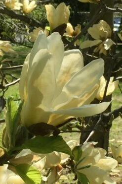 Elizabeth Magnolia (Tulip Tree) - 5 Gallon Pot -Stylish Garden Plant Store magnolia elizabeth 8