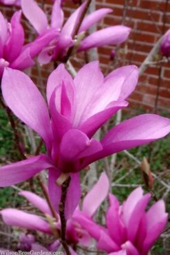 Jane Magnolia Tulip Tree - 3 Gallon Pot 12 Jane Magnolia Tulip Tree - 3 Gallon Pot -Stylish Garden Plant Store magnolia jane tulip tree 102 1