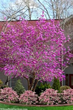 Jane Magnolia Tulip Tree - 5 Gallon Pot -Stylish Garden Plant Store magnolia jane tulip tree 103