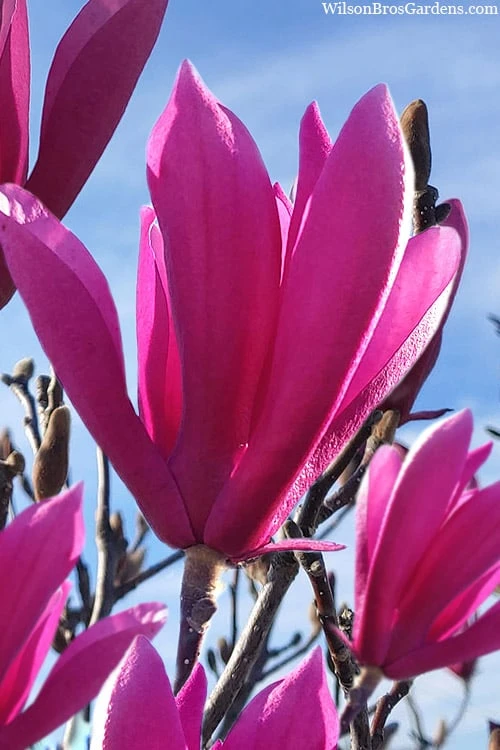 Jane Magnolia Tulip Tree - 1 Gallon Pot 3 Jane Magnolia Tulip Tree - 1 Gallon Pot