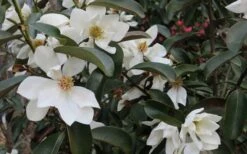 Eternal Spring Magnolia - 3 Gallon Pot -Stylish Garden Plant Store magnolia laevifolia x20m maudiae20 eternal spring 7