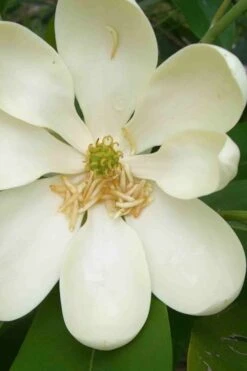 Moonglow Sweetbay Magnolia Tree (Magnolia Virginiana 'Jim Wilson') - 7 Gallon Pot (5-6') -Stylish Garden Plant Store magnolia moonglow sweetbay flower