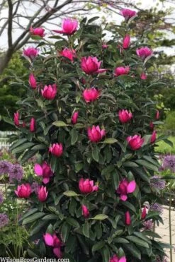 Pink Pyramid Magnolia (Tulip Tree) - 7 Gallon Pot -Stylish Garden Plant Store magnolia pink pyramid tulip tree 120copy