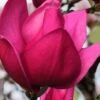Pink Pyramid Magnolia (Tulip Tree) - 7 Gallon Pot -Stylish Garden Plant Store magnolia pink pyramid tulip tree 4