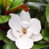 Teddy Bear Dwarf Southern Magnolia - 7 Gallon Pot (3-4') -Stylish Garden Plant Store magnolia teddy bear 10 1