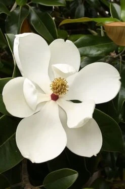 Teddy Bear Dwarf Southern Magnolia - 3 Gallon Pot -Stylish Garden Plant Store magnolia teddy bear 3