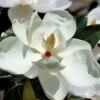 Victoria Cold Hardy Evergreen Magnolia - 3 Gallon Pot -Stylish Garden Plant Store magnolia victoria 7