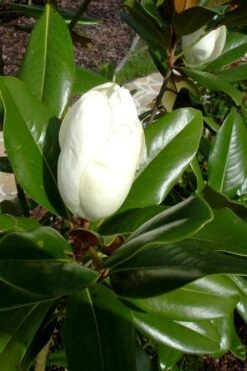 Victoria Cold Hardy Evergreen Magnolia - 3 Gallon Pot -Stylish Garden Plant Store magnolia victoria 8