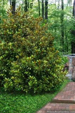 Victoria Cold Hardy Evergreen Magnolia - 3 Gallon Pot -Stylish Garden Plant Store magnolia victoria 9