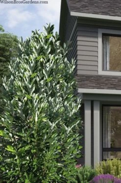 Silver Mist Sweetbay Magnolia - 3 Gallon Pot -Stylish Garden Plant Store magnolia virginiana silver mist sweetbay 2