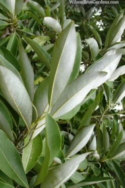 Silver Mist Sweetbay Magnolia - 3 Gallon Pot -Stylish Garden Plant Store magnolia virginiana silver mist sweetbay 4
