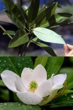 Silver Mist Sweetbay Magnolia - 3 Gallon Pot -Stylish Garden Plant Store magnolia virginiana silver mist sweetbay 6