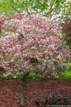 Southern Crabapple (Malus Angustifolia) - 3 Gallon Pot -Stylish Garden Plant Store malus angustifolia southern crabapple tree 8 1