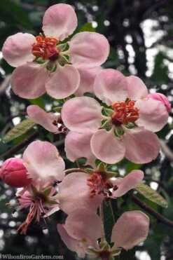 Southern Crabapple (Malus Angustifolia) - 1 Gallon Pot -Stylish Garden Plant Store malus angustifolia southern crabapple tree flowers 2