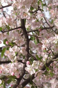 Southern Crabapple (Malus Angustifolia) - 3 Gallon Pot -Stylish Garden Plant Store malus angustifolia southern crabapple tree flowers 4 1