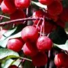Southern Crabapple (Malus Angustifolia) - 1 Gallon Pot 2 Southern Crabapple (Malus Angustifolia) - 1 Gallon Pot -Stylish Garden Plant Store malus angustifolia southern crabapple tree fruits 2
