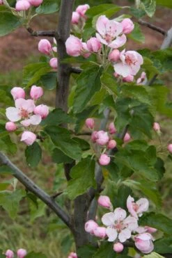 American Sweet Crabapple Tree (Malus Coronaria) - 1 Gallon Pot 14 American Sweet Crabapple Tree (Malus Coronaria) - 1 Gallon Pot -Stylish Garden Plant Store malus coronaria american sweet crabapple 2