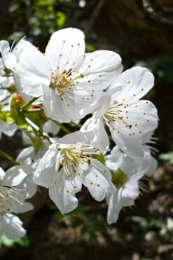 American Sweet Crabapple Tree (Malus Coronaria) - 1 Gallon Pot 15 American Sweet Crabapple Tree (Malus Coronaria) - 1 Gallon Pot -Stylish Garden Plant Store malus coronaria american sweet crabapple 3