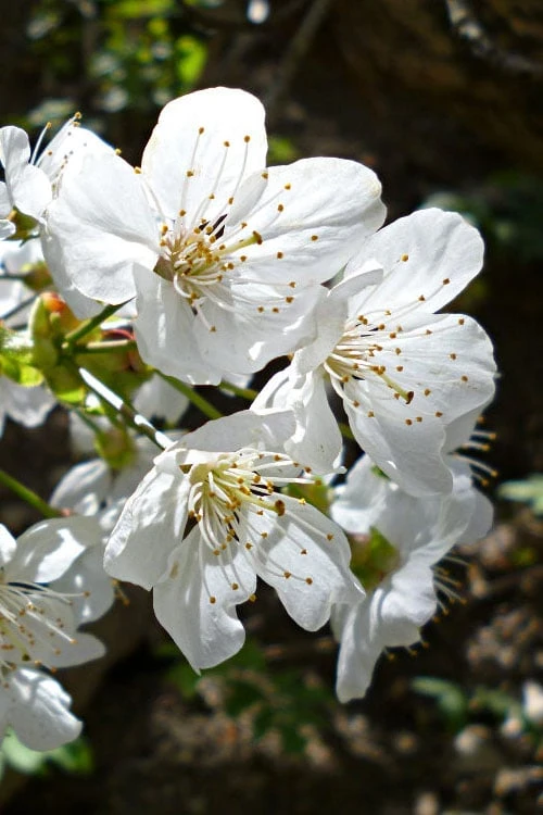 American Sweet Crabapple Tree (Malus Coronaria) - 1 Gallon Pot 8 American Sweet Crabapple Tree (Malus Coronaria) - 1 Gallon Pot - Image 6