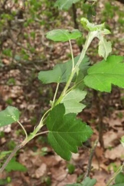 American Sweet Crabapple Tree (Malus Coronaria) - 1 Gallon Pot 17 American Sweet Crabapple Tree (Malus Coronaria) - 1 Gallon Pot -Stylish Garden Plant Store malus coronaria american sweet crabapple 5