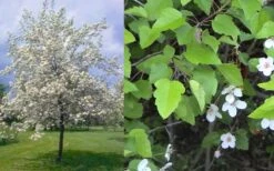 American Sweet Crabapple Tree (Malus Coronaria) - 1 Gallon Pot 16 American Sweet Crabapple Tree (Malus Coronaria) - 1 Gallon Pot -Stylish Garden Plant Store malus coronaria american sweet crabapple 6