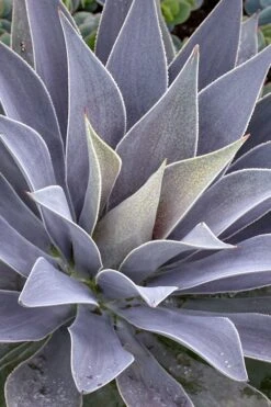 Lavender Lady Mangave - 1 Gallon Pot -Stylish Garden Plant Store mangave lavender lady 1