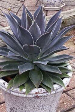 Lavender Lady Mangave - 1 Gallon Pot -Stylish Garden Plant Store mangave lavender lady 3