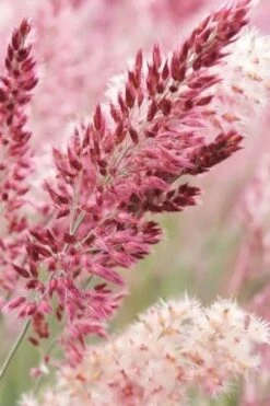 Savannah Ruby Grass (Melinus Nerviglumis) - 6 Pack Of 1 Gallon Pots -Stylish Garden Plant Store melinus nerviglumis ruby grass 1