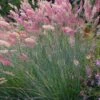 Savannah Ruby Grass (Melinus Nerviglumis) - 6 Pack Of 1 Gallon Pots -Stylish Garden Plant Store melinus nerviglumis ruby grass 6