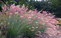 Savannah Ruby Grass (Melinus Nerviglumis) - 6 Pack Of 1 Gallon Pots -Stylish Garden Plant Store melinus nerviglumis ruby grass 7