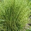Gold Breeze Zebra Grass (Miscanthus) - 1 Gallon Pot -Stylish Garden Plant Store miscanthus gold breeze zebra grass 11