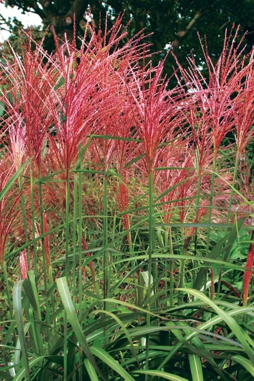 Flame Grass (Miscanthus 'Purpurascens') - 6 Pack Of 1 Gallon Pots 7 Flame Grass (Miscanthus 'Purpurascens') - 6 Pack Of 1 Gallon Pots - Image 5