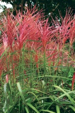 Flame Grass (Miscanthus 'Purpurascens') - 1 Gallon Pot -Stylish Garden Plant Store miscanthus purpurascens flame grass 1