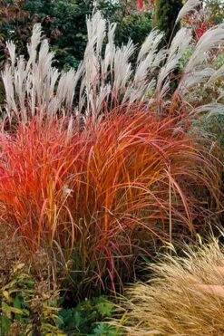 Flame Grass (Miscanthus 'Purpurascens') - 6 Pack Of 1 Gallon Pots 15 Flame Grass (Miscanthus 'Purpurascens') - 6 Pack Of 1 Gallon Pots -Stylish Garden Plant Store miscanthus purpurascens flame grass 10 1