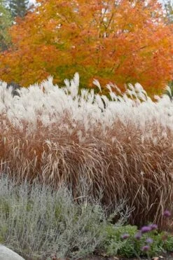 Flame Grass (Miscanthus 'Purpurascens') - 1 Gallon Pot -Stylish Garden Plant Store miscanthus purpurascens flame grass 4