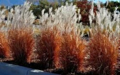 Flame Grass (Miscanthus 'Purpurascens') - 6 Pack Of 1 Gallon Pots 12 Flame Grass (Miscanthus 'Purpurascens') - 6 Pack Of 1 Gallon Pots -Stylish Garden Plant Store miscanthus purpurascens flame grass 5 1