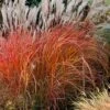 Flame Grass (Miscanthus 'Purpurascens') - 6 Pack Of 1 Gallon Pots -Stylish Garden Plant Store miscanthus purpurascens flame grass 6