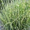 Bandwidth Dwarf Zebra Grass - 1 Gallon Pot -Stylish Garden Plant Store miscanthus sinensis bandwidth zebra grass 2