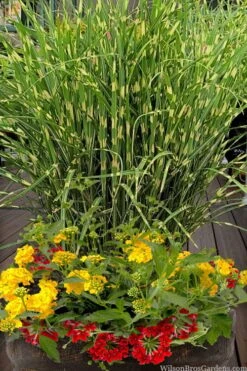 Bandwidth Dwarf Zebra Grass - 1 Gallon Pot -Stylish Garden Plant Store miscanthus sinensis bandwidth zebra grass 5